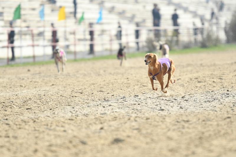 1521731045560276.jpg 4.jpg