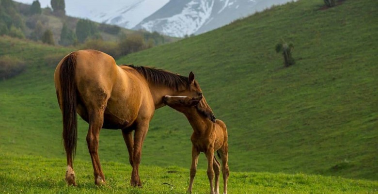 Желідегі жыныстық қатынастағы ең кеуделі әйелдер