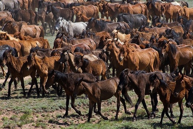 ok.ru   жылкы.jpg