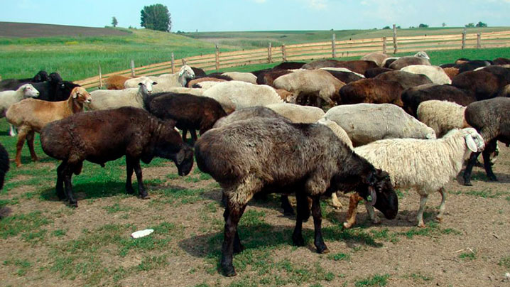 Farmers.kz  кой.jpg