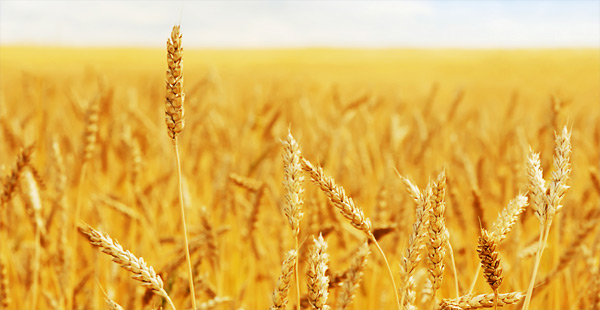 1542775058302438.jpg зерно 0.jpg