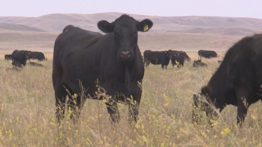 1543479682870266.jpg 1.JPG