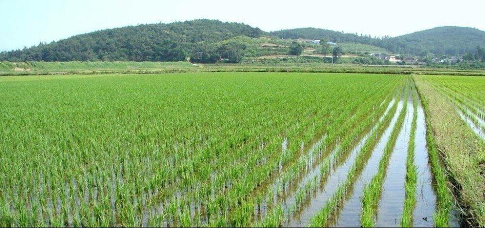 1761903365499247.jpg photo_2024-08-14_14-17-30-scaled.jpg