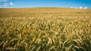 AШМ: Қазақстан мол пайда әкелетін дақылдарды егуге басымдық бермек