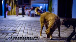 Поправки в закон о животных: факты, цифры и причины изменений