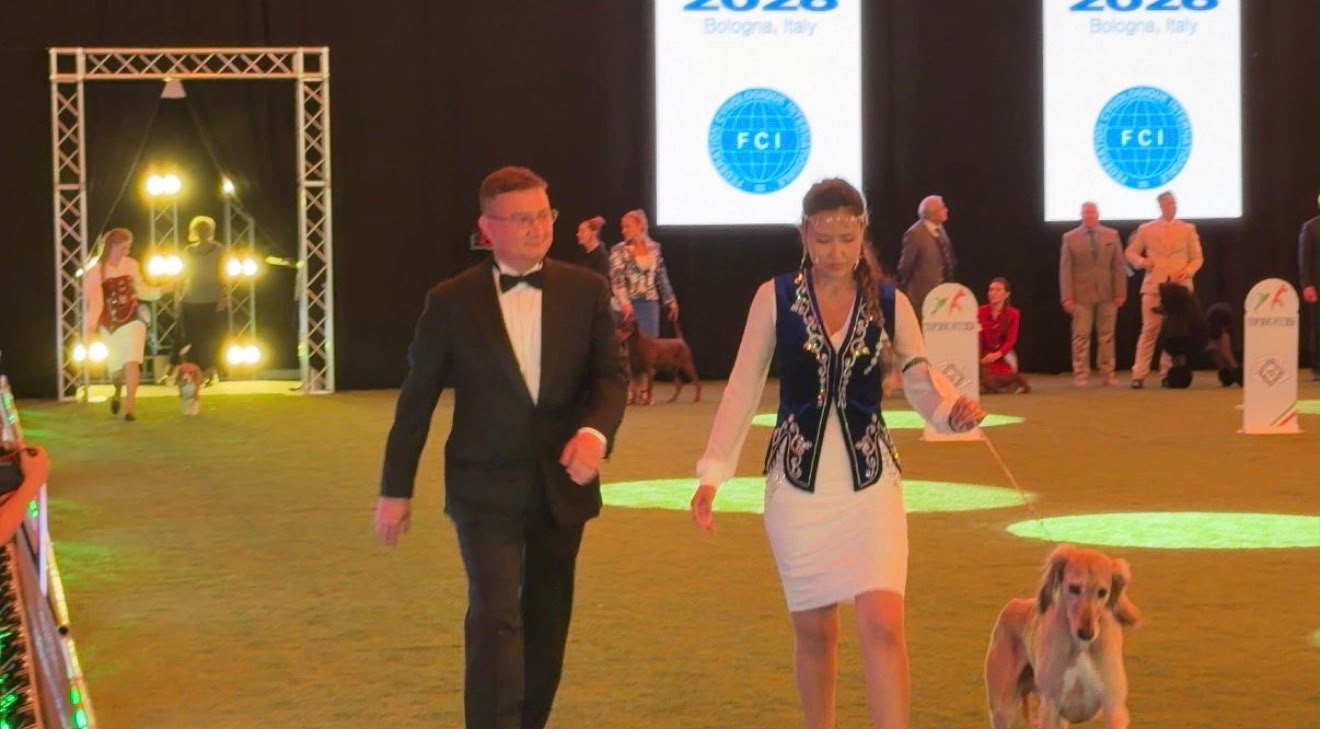 Қазақ тазысы Болоньядағы World Dog Show 2026 көрмесінде салтанатты түрде ұсынылды