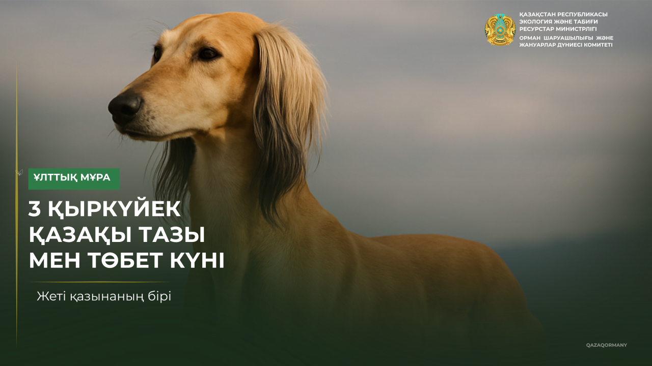 3 қыркүйек – қазақы тазы мен төбет күні...